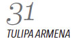 31. Tulipa armena
