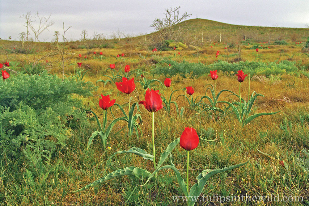Tulipa kuschkensis