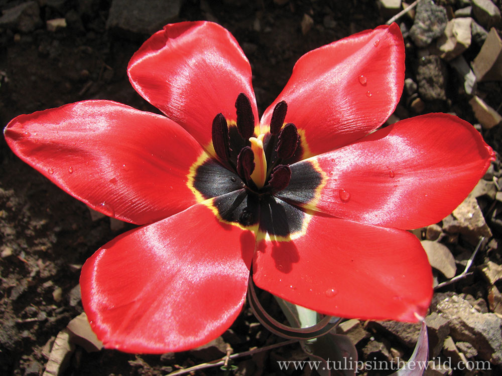 Tulipa Unnamed 
Species