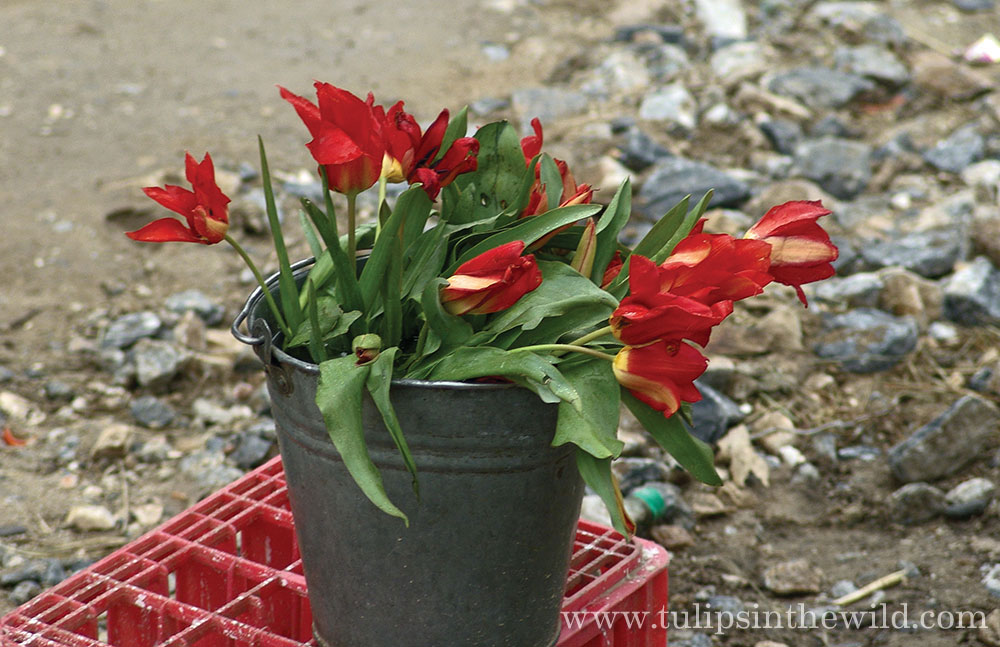 Tulipa fosteriana